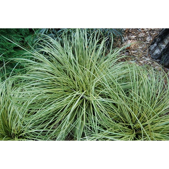 3 Carex Evergold-Containers in 4 Inch Size
