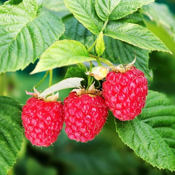 3 Caroline Raspberry Plants Live, Red Raspberry Bush Live Plants, Size 5-8 Inch Height, Thornless Raspberry Shrub Outdoor