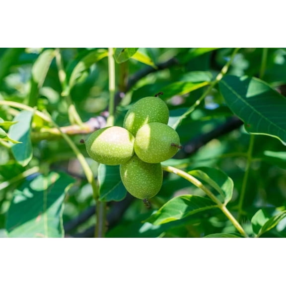 3 Carpathian Walnut Tree Live Plants Cold Hardy English Walnut Variety Fast Growing Nut Tree for Home Garden & Orchard
