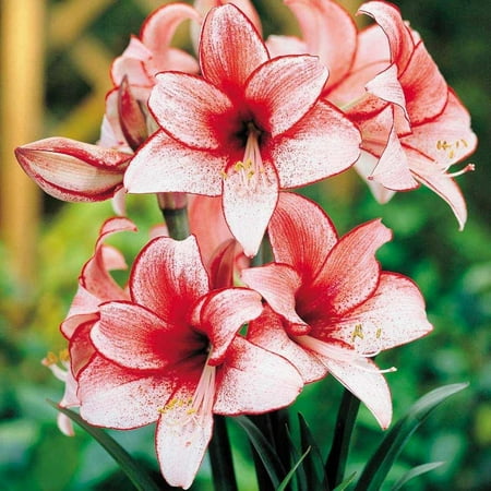 3 Charisma Amaryllis Bulb, Nice size bulb!. Great for Winter Forcing! Wonderful and unique gift!