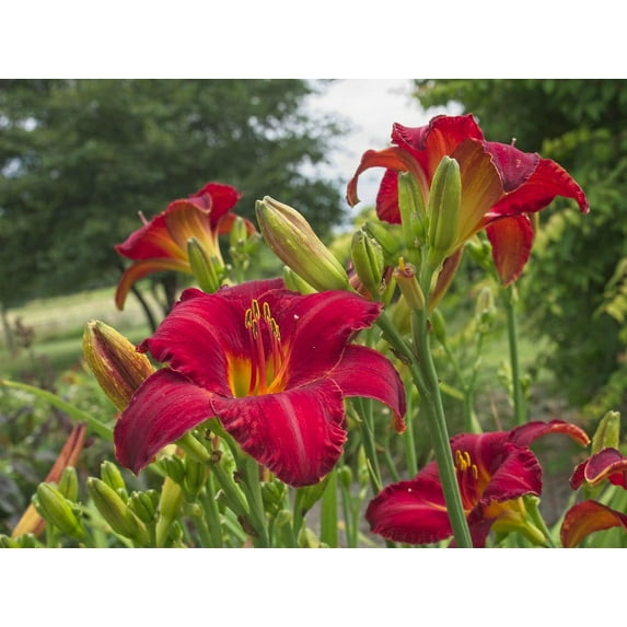 3 Chicago Apachee Daylily....in 3.5 inch pot. One plant per pot