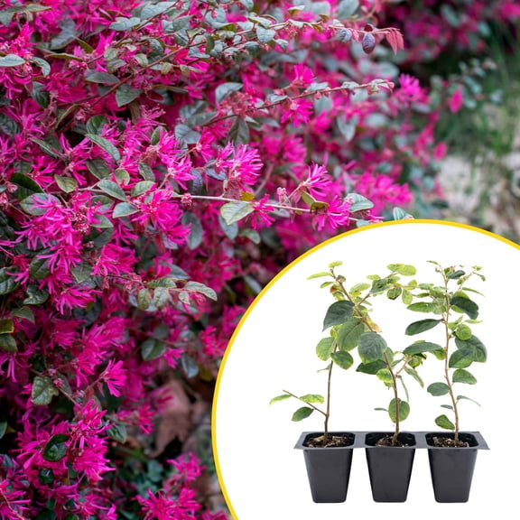 3 Chinese Fringe Flowers, Live Plants in 2.5" Cubes (Loropetalum chinense) Burgundy Colored Evergreen Shrub with Bright Pink Fringe Blooms for Dense Privacy Hedges, Container Accents & Landscaping