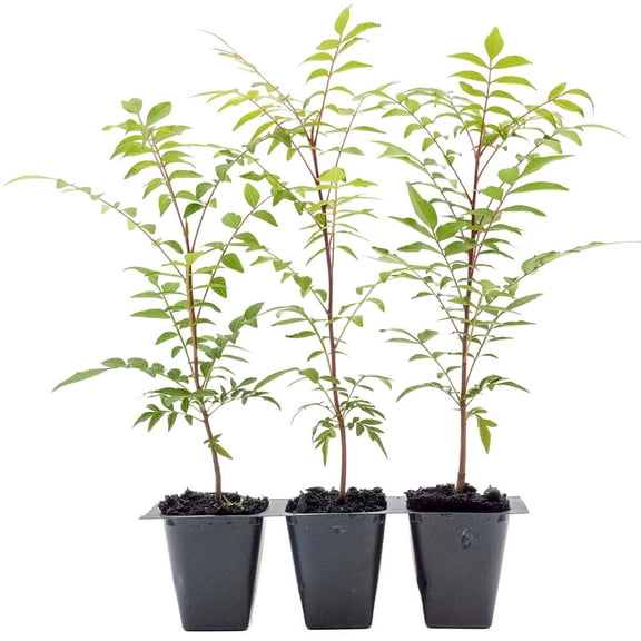 3 Dormant Chinese Pistache Trees | Live Saplings in 2.5-inch Nursery Cubes | Pistacia Chinensis Variety | Drought-Tolerant Deciduous Shade Canopies | Bursting Colorful Foliage for Home
