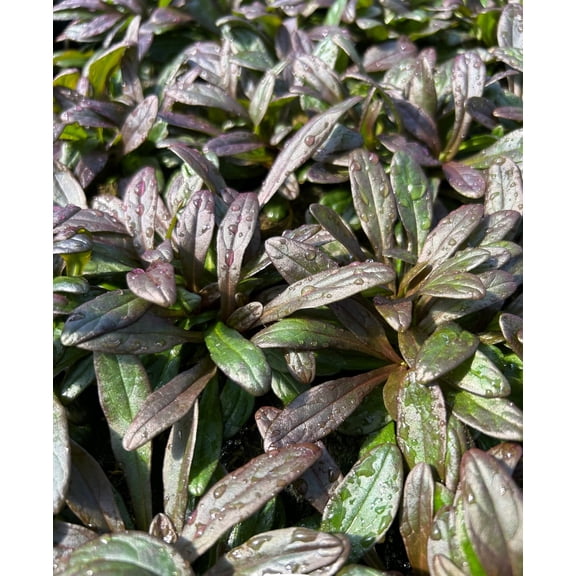 3 Chocolate Chip Ajuga - 3.5-inch Pot
