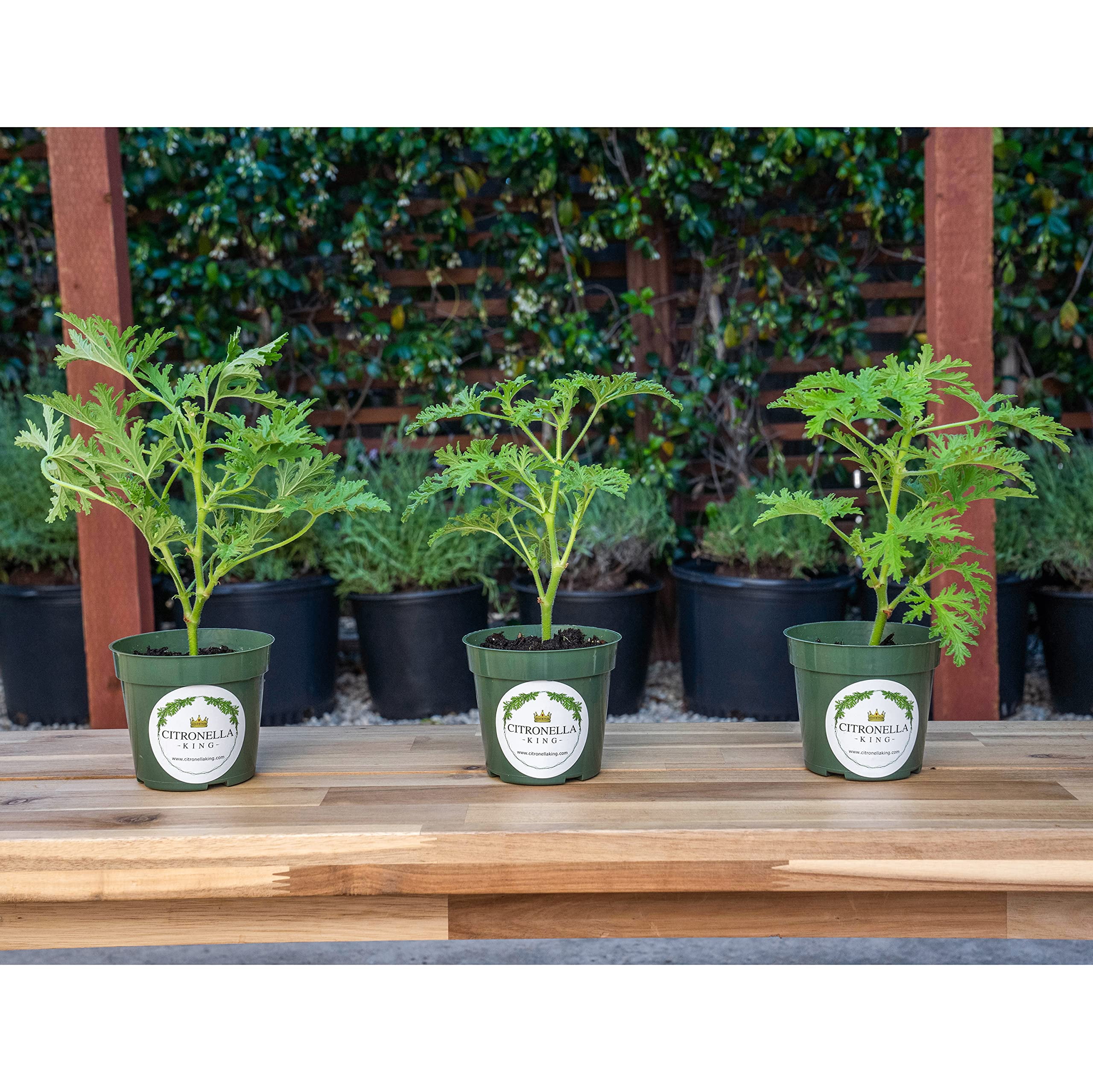 3 Citronella Plants, Mosquito Plants, Thriving Inside 4” Nursery Pots