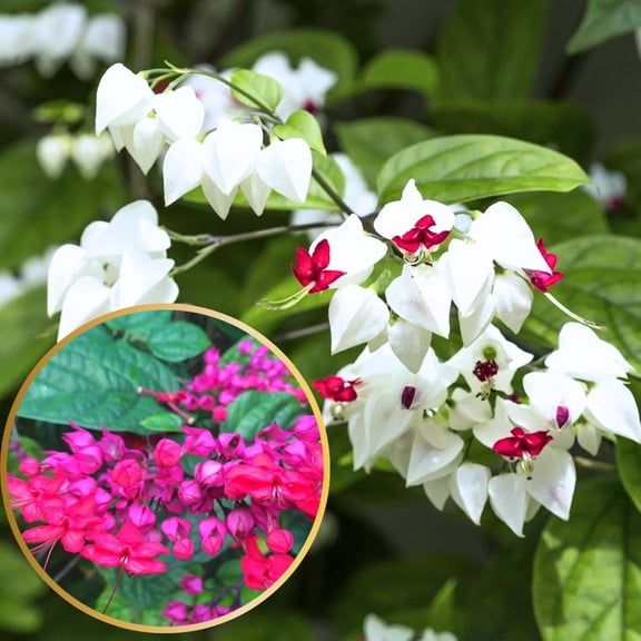 3 Clerodendrum Bleeding Heart Plants Live For Planting, 5-10 Inch Height, Clerodendrum Bleeding Heart Vine Indoor Outdoor (Mixed Bleeding Heart)