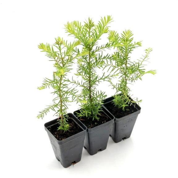 3 Coastal Redwood in 2.5” Nursery Cubes (Sequoia sempervirens) | Majestic Evergreen Tree for Shade, Privacy & Wildlife Support | Ready-to-Plant Live Starter Plants