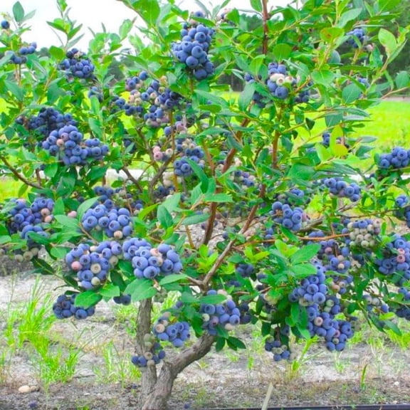3 Common Blueberry Bushes Seedlings, High-Yield Blueberry Trees Live Plants, 6 Months Old, Starter 3-6" in Tall, Cold Hardy Zones 4-7