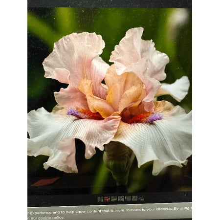 3 Concertina Iris - Iris Germanica Bareroot