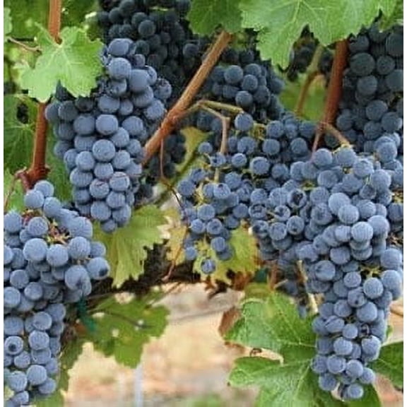 3 Concord Grape Vines, Bareroot