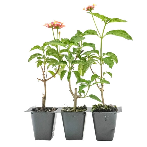 3 Confetti Lantanas, Live Plants – Continuous Blooms, Thriving in 2.5” Nursery Cubes