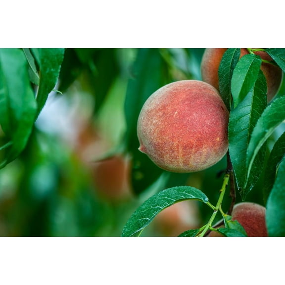 3 Contender Peach Trees Bareroot 2-3 feet tall