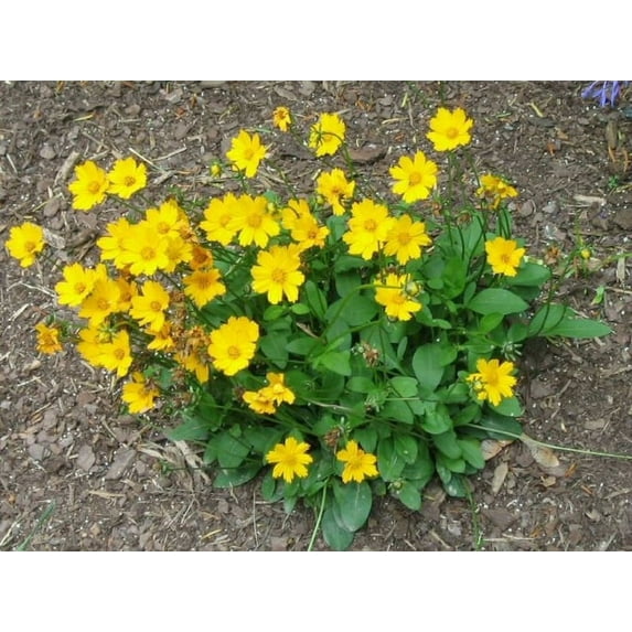 3 Coreopsis "NANA" in 4 inch pots. Nicely rooted