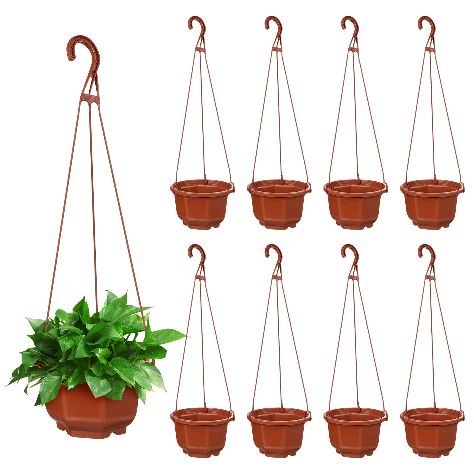 Vector Set Houseplant Chlorophytum And Ficus In Pot Realistic Tree Front View 3d Illustration Green Indoor Plant Isolated White Background 200367669