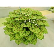 3 Cranberry Star Caladium Bulbs for Planting - Perennial Hosta, Elephant Ears, Fancy (3 Bulbs)