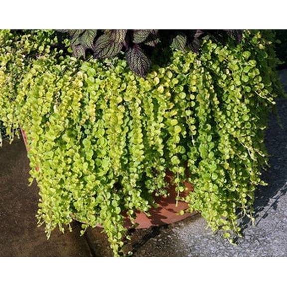 3 Creeping Jenny "Aurea" (gold) Lysimachia Nummularia in 3.5 inch pot