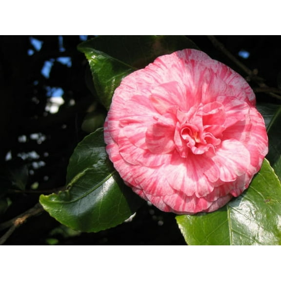 3 Dad's Pink Camellia in 4 inch pots