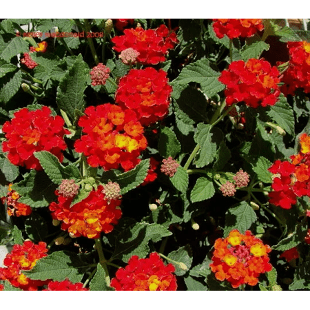 3 Dallas Red Camara Flowers Cold Hardy -Natural Mosquito Repellant-Attract Hummingbirds & Butterflies-3.5 inch Pots.