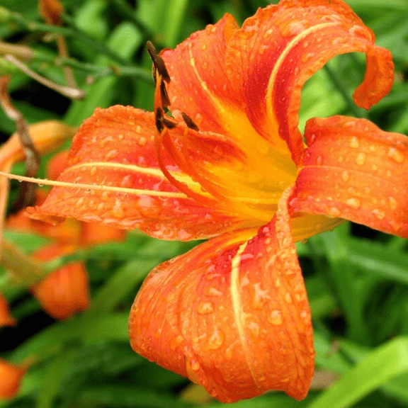 3 Daylily Daylily Bare Roots, Orange Flowers Plant, Hardy Perennial Flower for Garden Borders and Containers