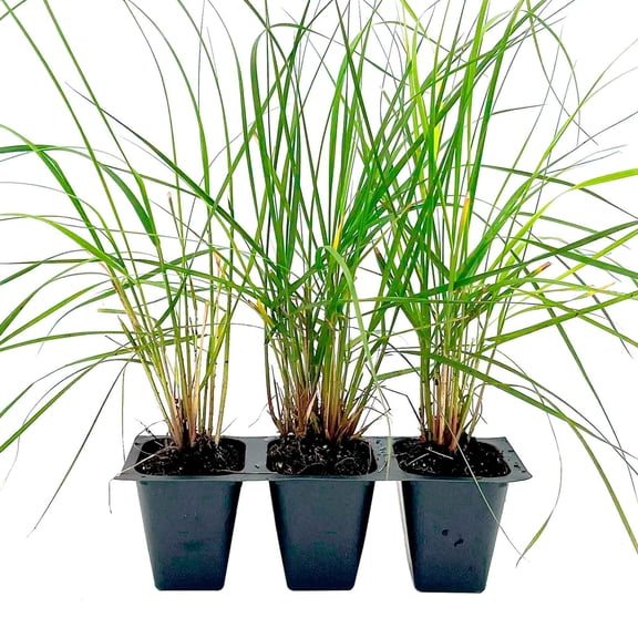 3 Deer Grass – Large Clumping Evergreen Ornamental Grass for Sunny Landscapes & Mass Plantings (Muhlenbergia rigens) in 2.5” Cubes, Live Plants