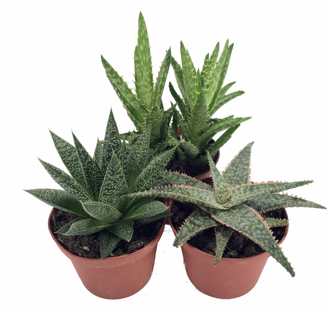 aloe vera hand & body lotion RDL Aloe Vera Hand & Body Gel Lotion (600ML) – mohsenistore