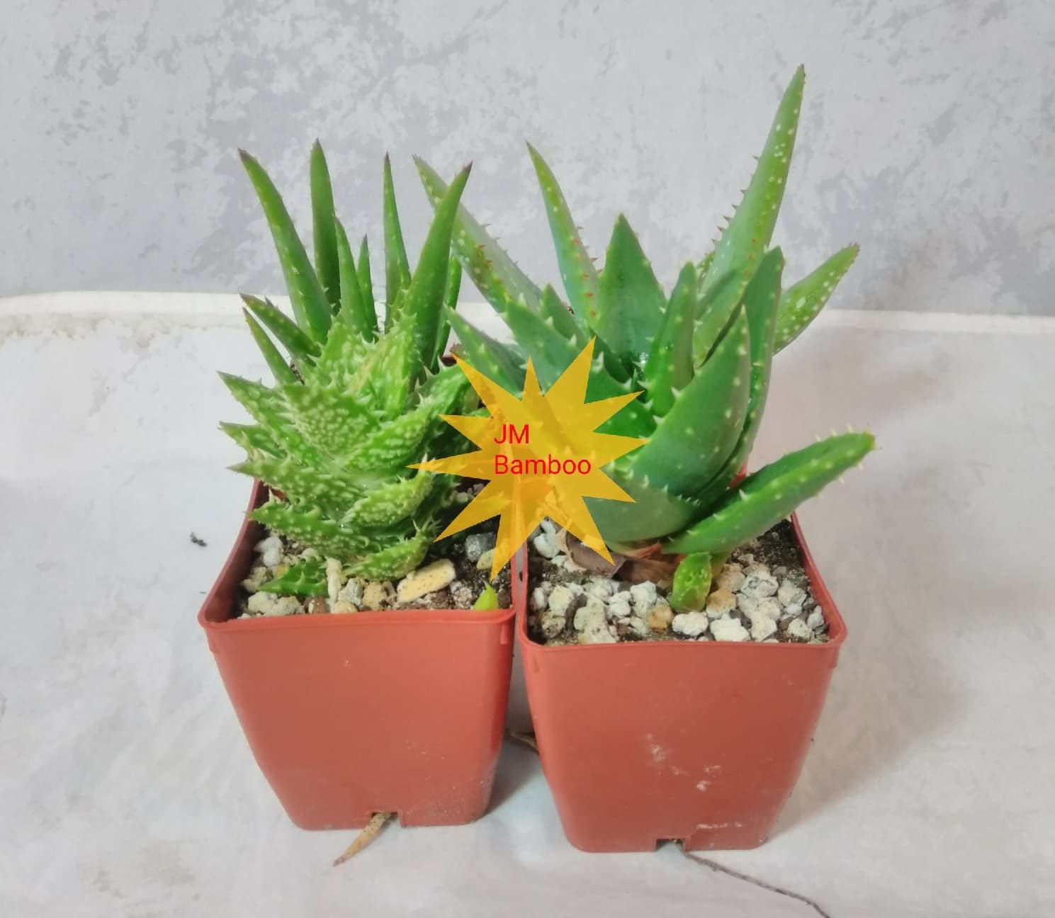 aloe vera anti falten Aloe Vera Gold Q10 Active Skin Care