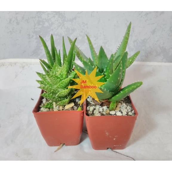 3 Different Aloe Plants - Kit set rock & moss Easy to grow/Hard to Kill! - 3" Pots