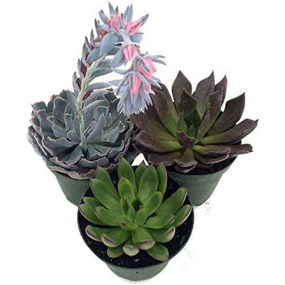 3 Different Desert Rose Succulent Plants - Echeveria  2" pots