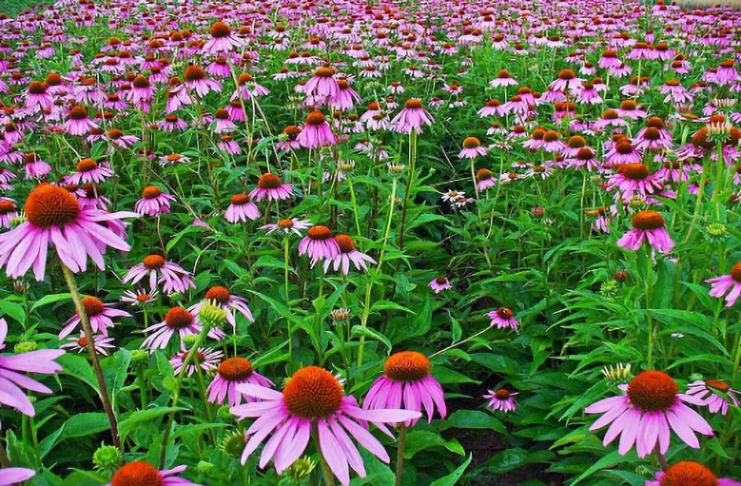 3 Echinacea Magnus Coneflower 4" Pot ---Live Potted Plant