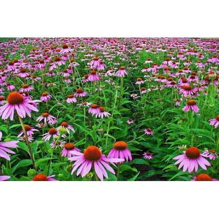 3 Echinacea Magnus Coneflower 4" Pot ---Live Potted Plant