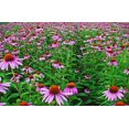 thumbnail image 1 of 3 Echinacea Magnus Coneflower 4" Pot---Live Potted Plant, 1 of 5