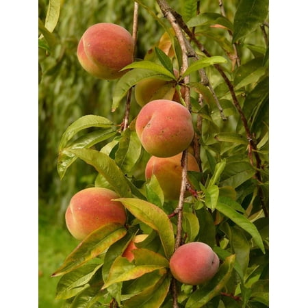 3 Elberta Peach Trees Bareroot 2-3 feet tall