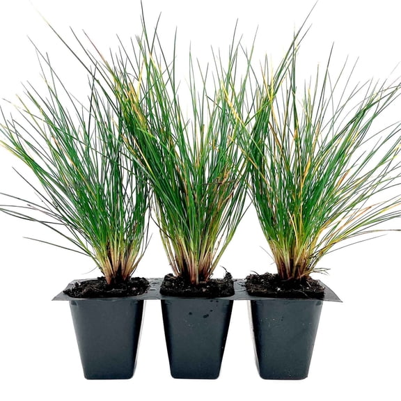 3 Elijah Blue Fescue – Compact Silvery-Blue Evergreen Ornamental Grass for Borders, Edging & Rock Gardens (Festuca ovina ‘Elijah Blue’) in 2.5” Cubes, Live Plants