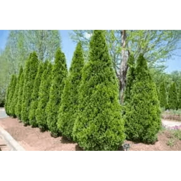 3 Emerald Green Arborvitae in 2.5 inch pots 6-12 inches tall