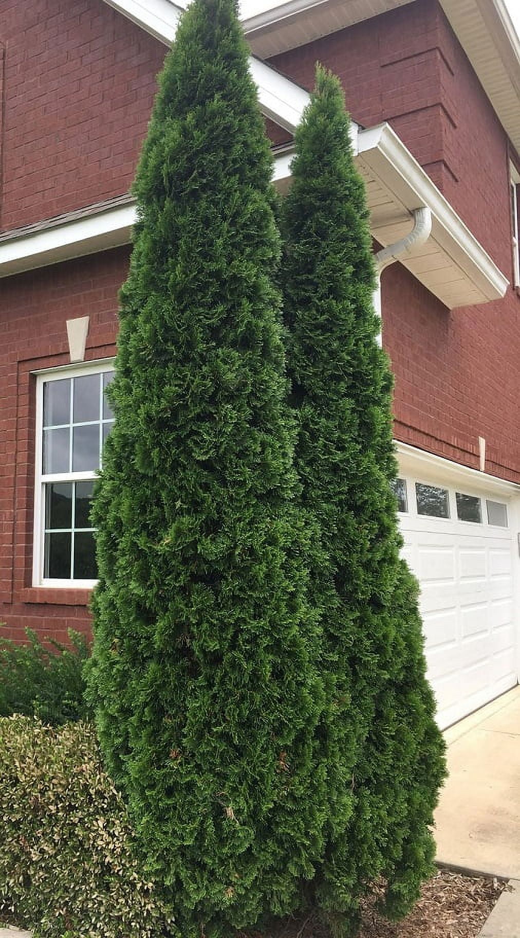 3 Emerald Green Arborvitae in 2.5 inch pots (one Plant per Pot, 3 pots