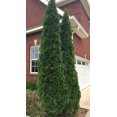 thumbnail image 1 of 3 Emerald Green Arborvitae in 2.5 inch pots (one Plant per Pot, 3 pots), 1 of 3