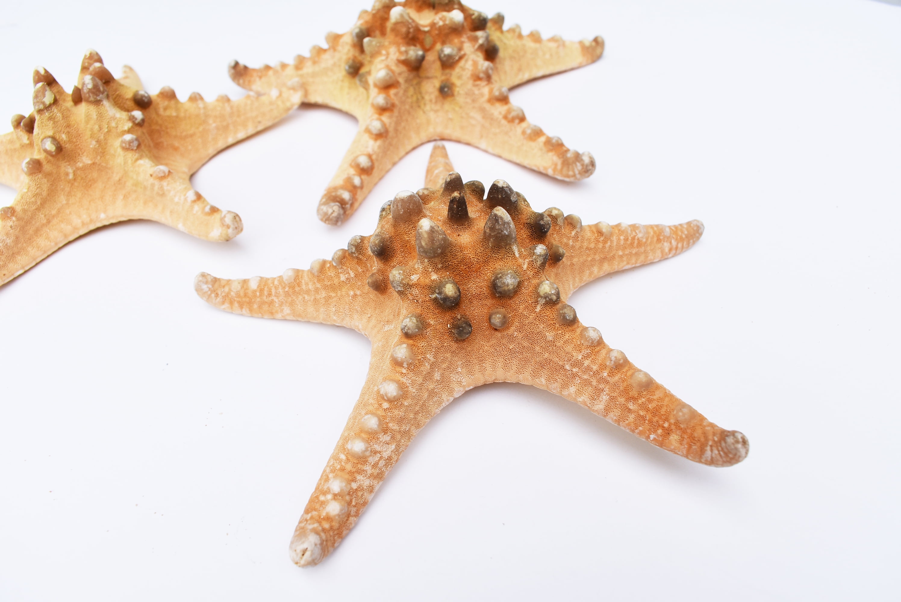 Small White Knobby Starfish 2-3. Perfect for Beach Crafts and Coastal  Cottage Decorations.