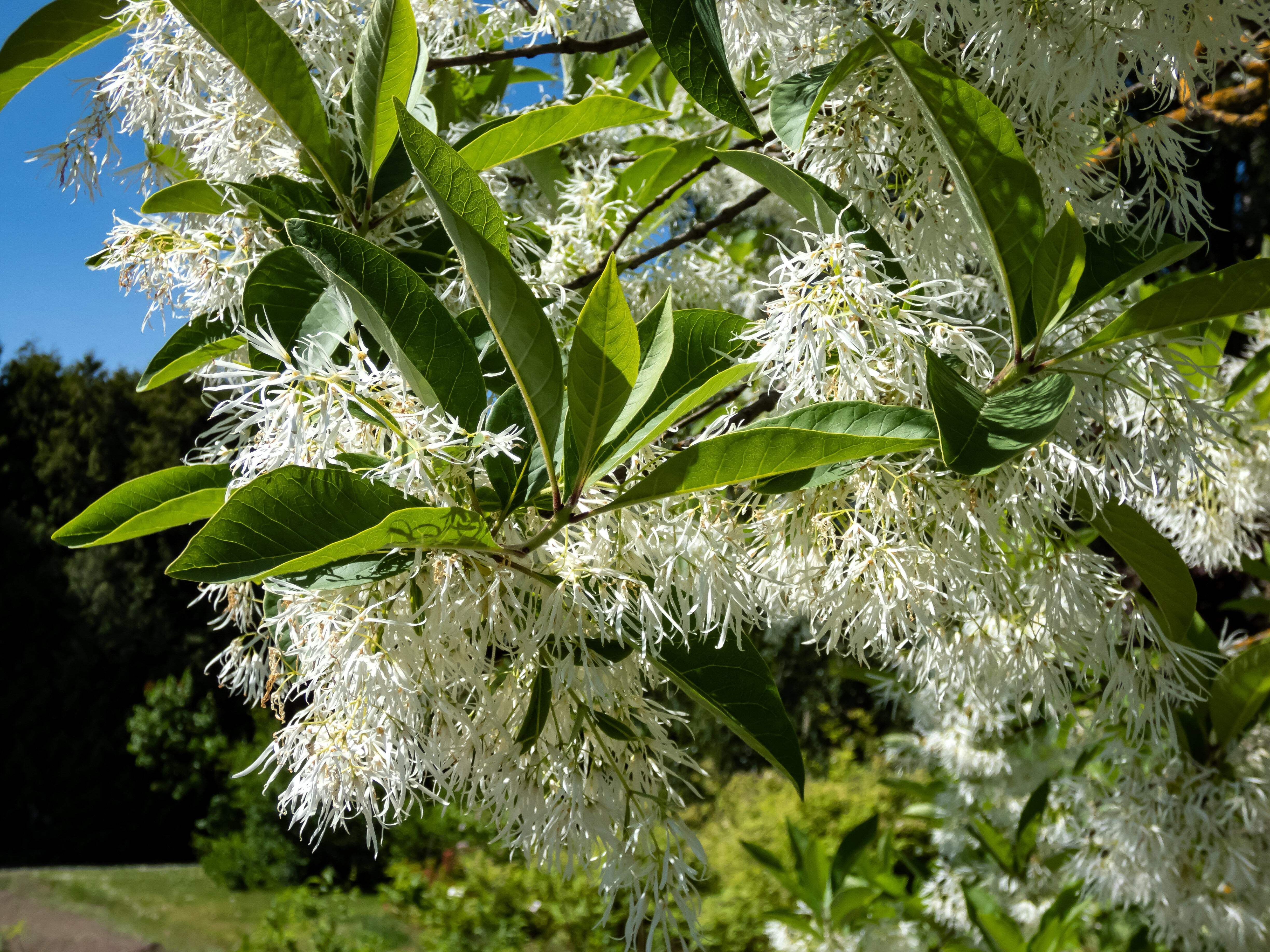 3 FRINGE TREE Chionanthus Virginicus Old Man's Beard White Flower Seeds ...