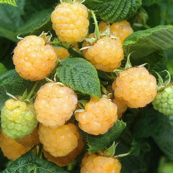 3 Fall Gold - Raspberry Plants - Everbearing - - Ready for Spring Planting 4 inch pot starter plants
