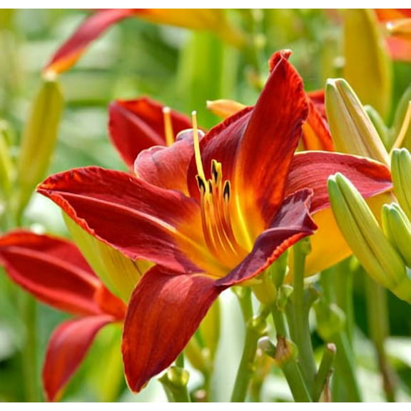3 Fans October Orange Daylily Live for Planting, Orange Red Flowering Blooms in Spring to Summer Gardens