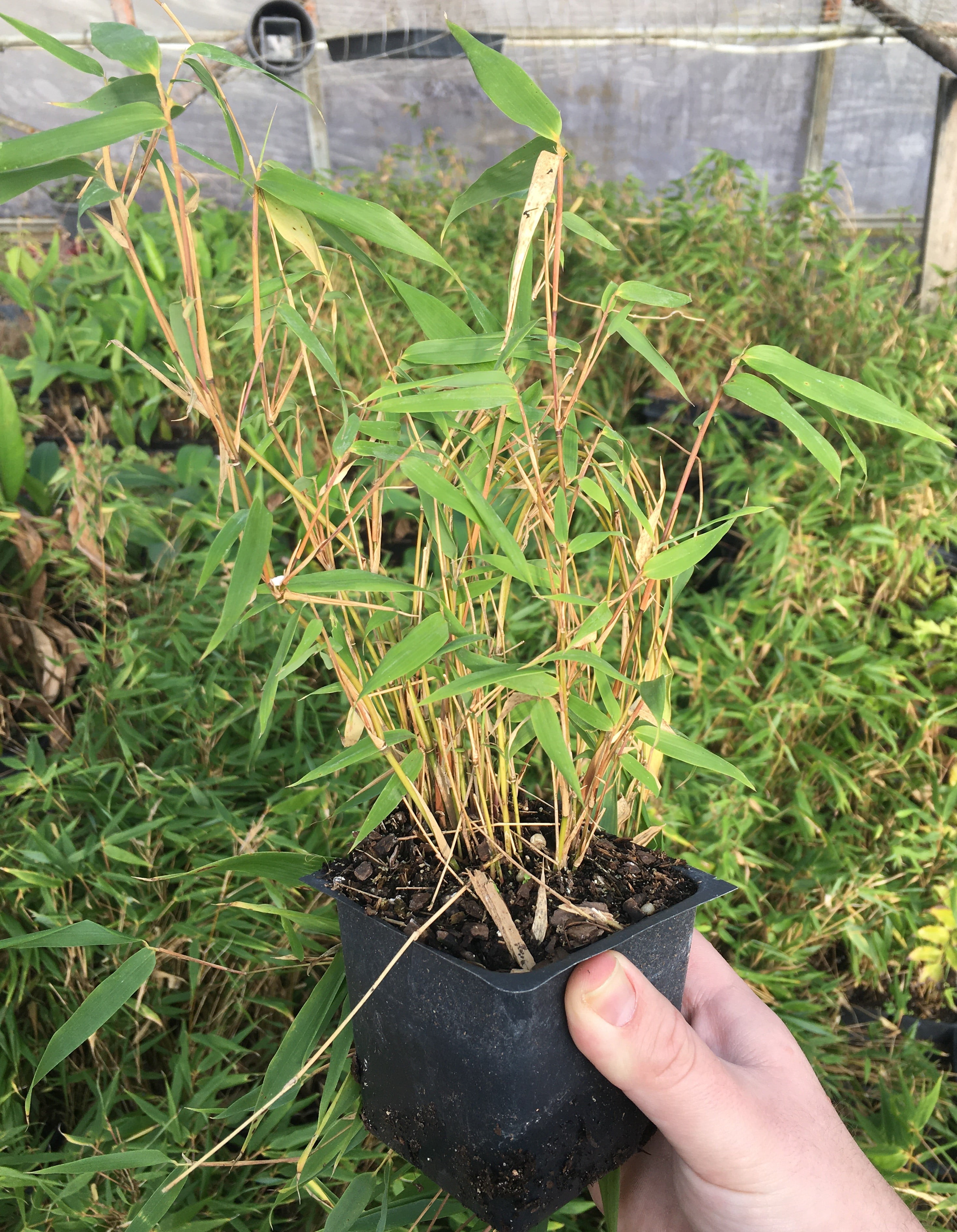 3 Fargesia Rufa/Green Bamboo, Clumping Bamboo in 4 inch Containers