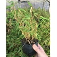 thumbnail image 1 of 3 Fargesia Rufa/Green Bamboo, Clumping Bamboo in 4 inch Containers, 1 of 1