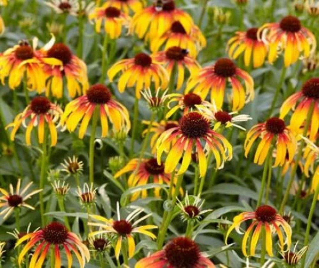 3 Fiery Meadow Mama Coneflower Echinacea In 4 Inch Pots One Plant Per Pot Deer Resistant 7564