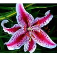 thumbnail image 1 of (3) Fragrant & Beautiful Flowering Stargazer Oriental Lily Bulbs, SeedsBulbsPlants&More, 1 of 1