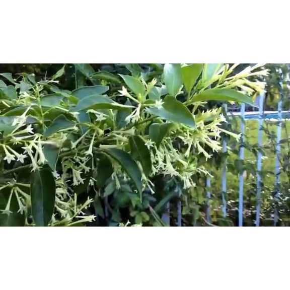 3 Fragrant Night Blooming Jasmine in 4 inch pots