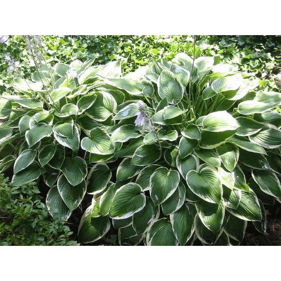 3 Francee Hosta Plants in 3.5 inch cups