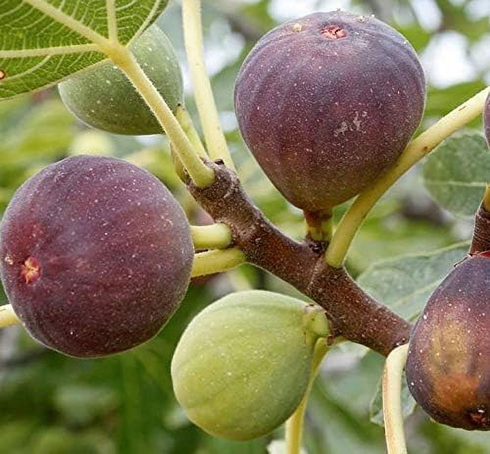 3 Fresh Stem Cuttings from Brown Turkey Fig Trees - for Propagation ...