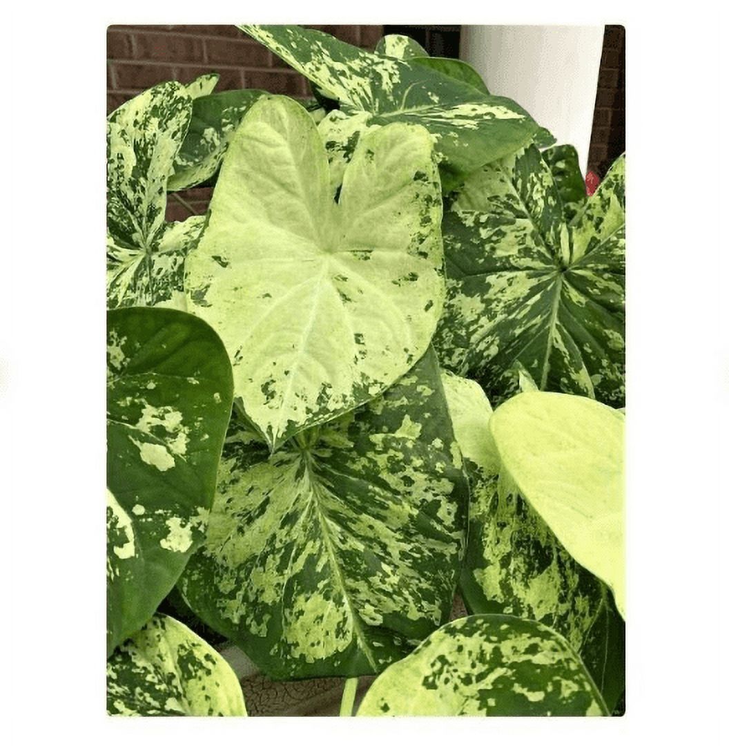 3 Frog in a Blender Caladium in 3.5 inch pots - Walmart.com