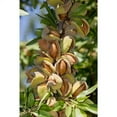 3 Ft. AllInOne Almond Bare Root Tree Self Pollinating Heavy Producing