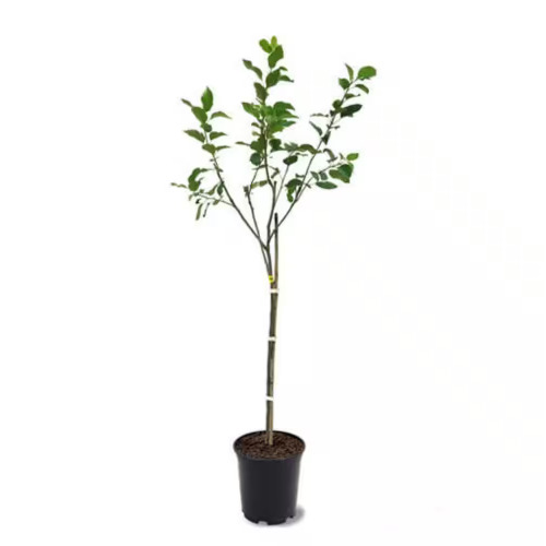 3 Ft. Fuji Apple Tree with Expectional Fruit & Pollinating Capabilities